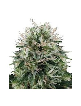 Buda Diesel Femminiz. - Buddha Seeds