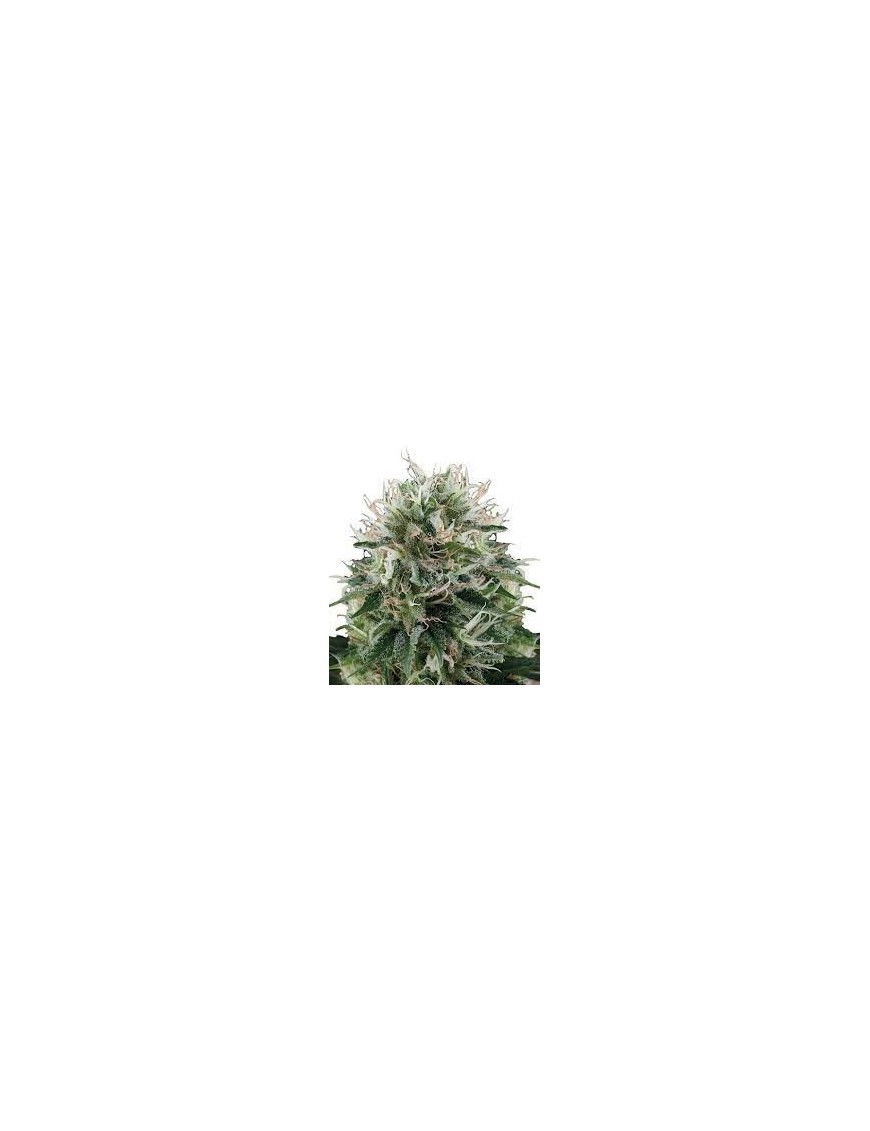 Buda Diesel Femminiz. - Buddha Seeds