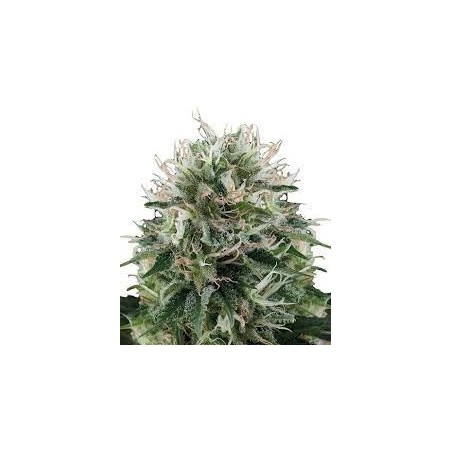 Buda Diesel Femminiz. - Buddha Seeds