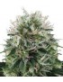 Buda Diesel Femminiz. - Buddha Seeds