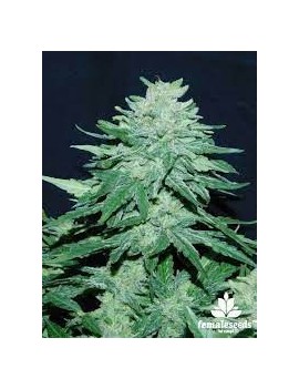 Buda Skunk Femminiz. - Buddha Seeds