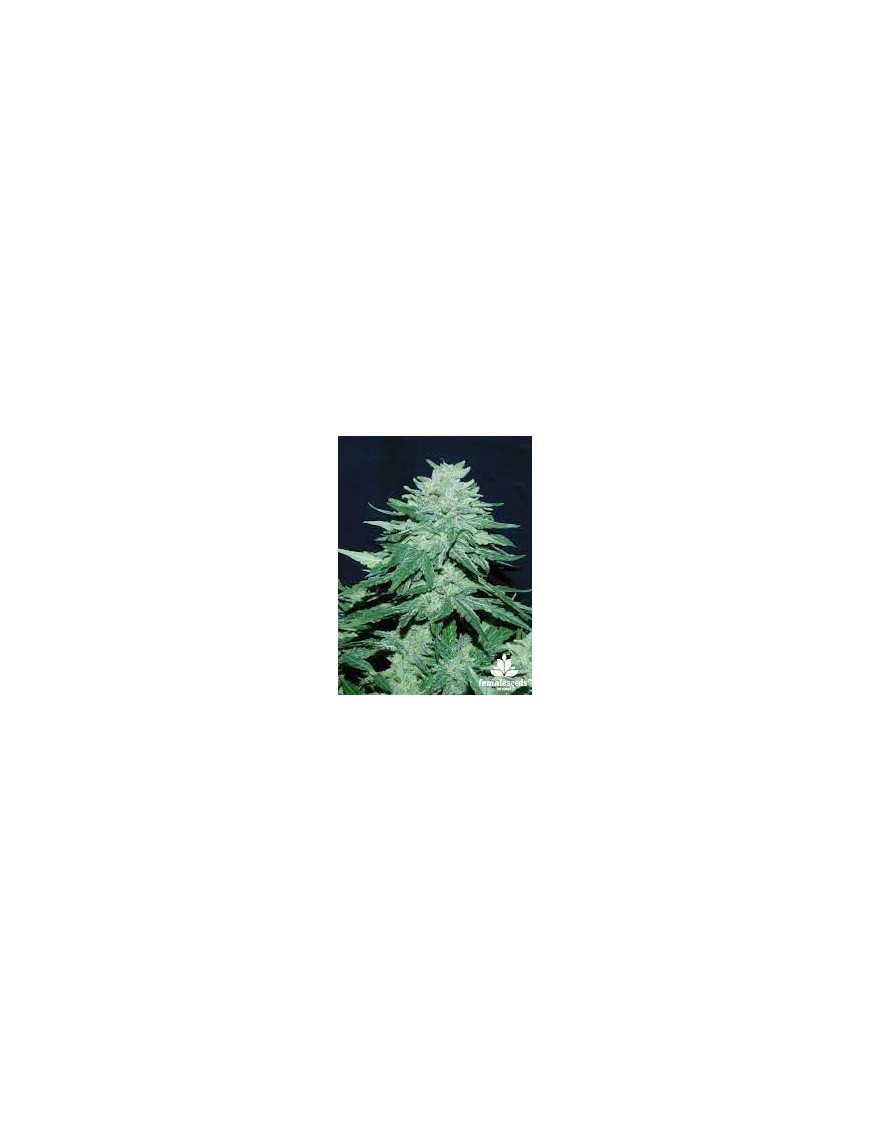 Buda Skunk Femminiz. - Buddha Seeds