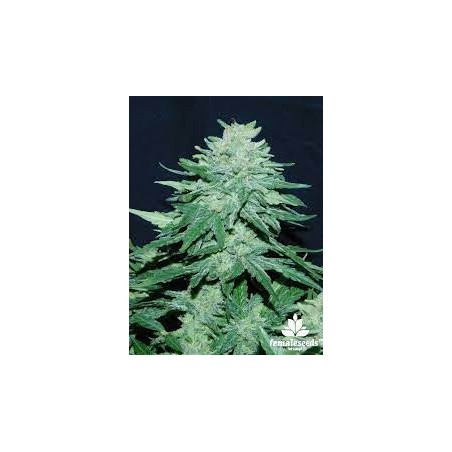 Buddha Skunk Femminiz. -Ja- Buddha Seeds