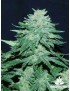 Buda Skunk Femminiz. - Buddha Seeds