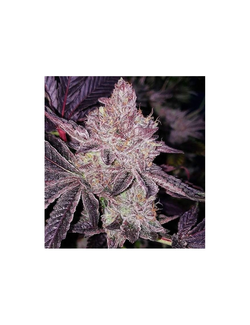 Purple Sunset Feminiz.- Dank Genetik