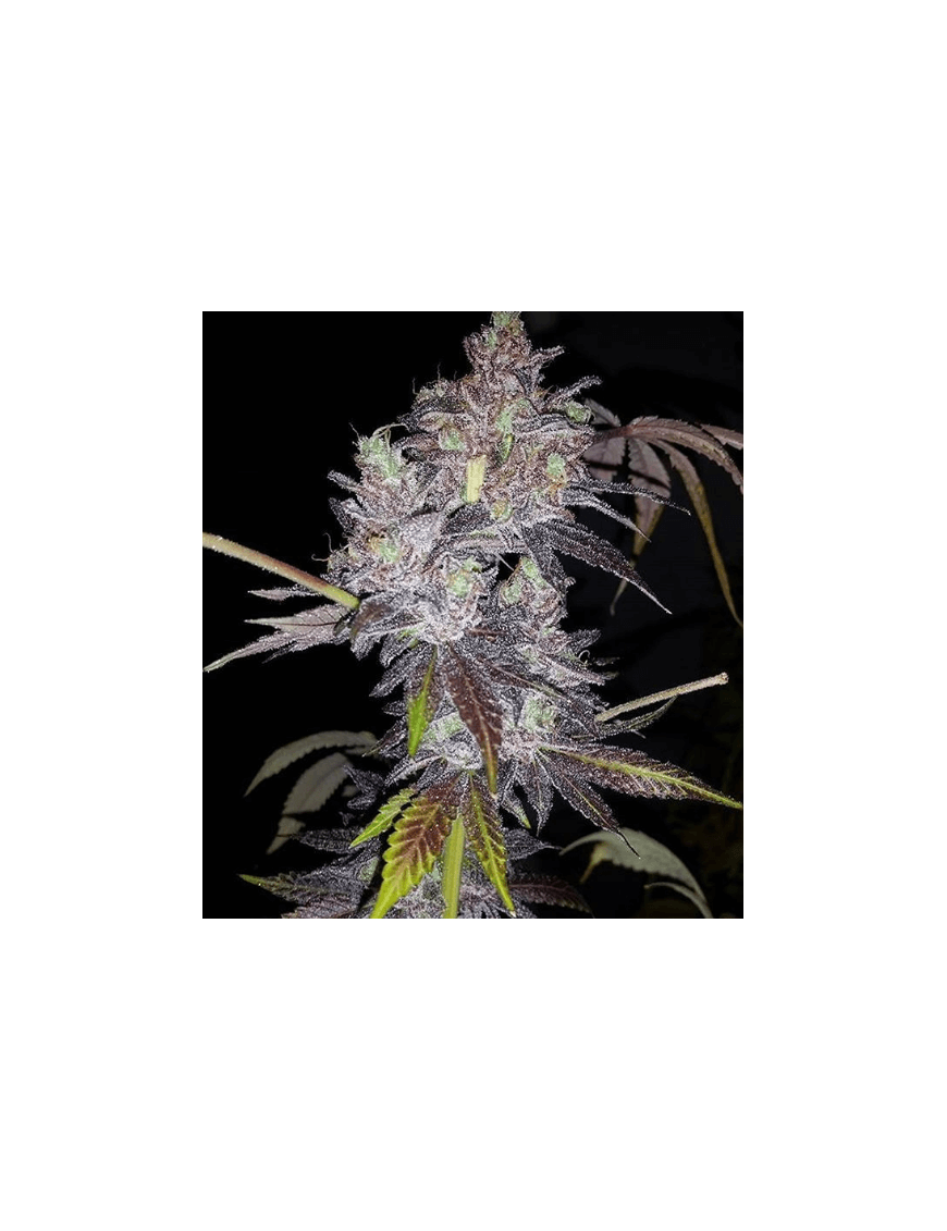 Sour Dosidos Femminiz. - Dank Genetics