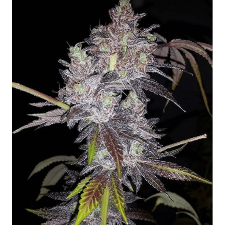 Sour Dosidos Femminiz. - Dank Genetics