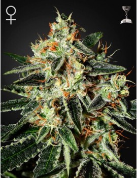 GH Cheese Femminiz. -Ja- Greenhouse Seeds