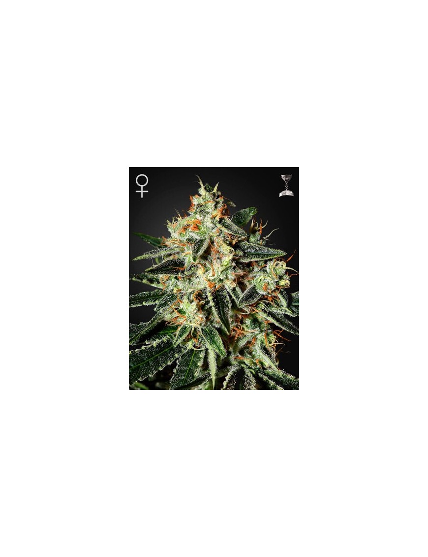 GH Cheese Femminiz. - Greenhouse Seedno