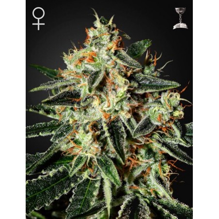 GH Cheese Femminiz. - Greenhouse Seedno