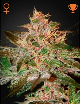 Pure Kush Femminiz. -Ja- Greenhouse Seeds