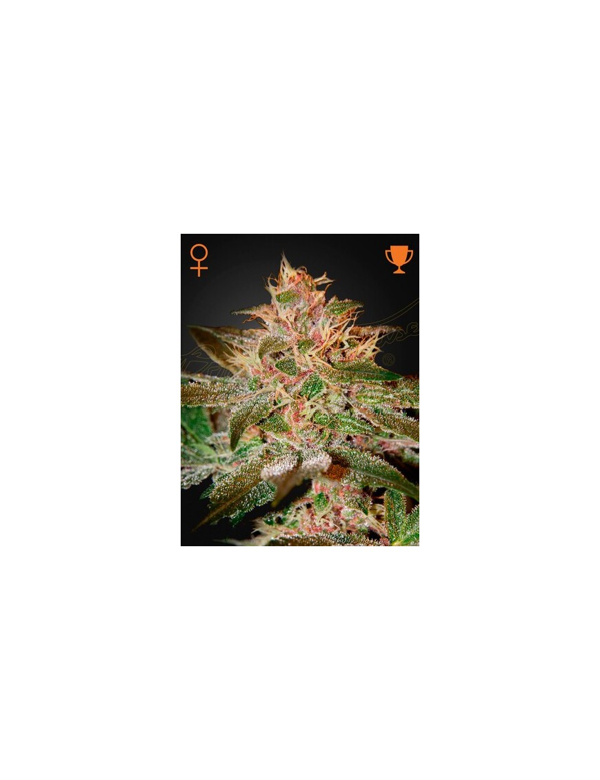 Pure Kush Femminiz. - Greenhouse Seeds