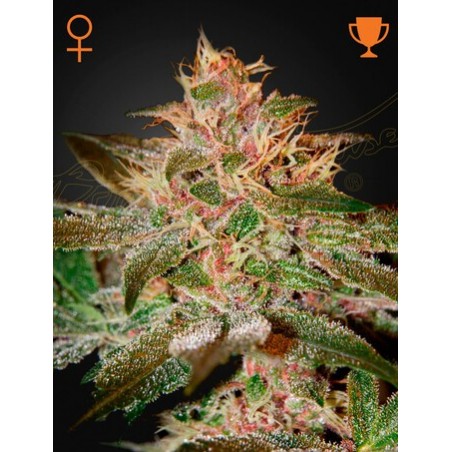 Pure Kush Femminiz. - Greenhouse Seeds