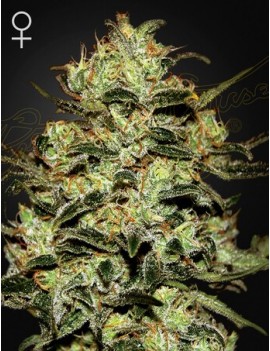 Moby Dick Femminiz. - Greenhouse Seedno