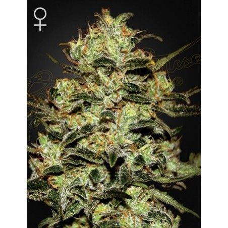 Moby Dick Femminiz. -Ja- Greenhouse Seeds