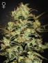 Moby Dick Femminiz. - Greenhouse Seedno