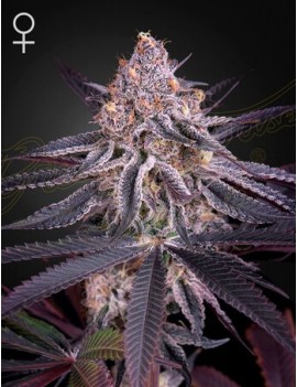 Jugo Femminiz del Rey. - Greenhouse Seedno