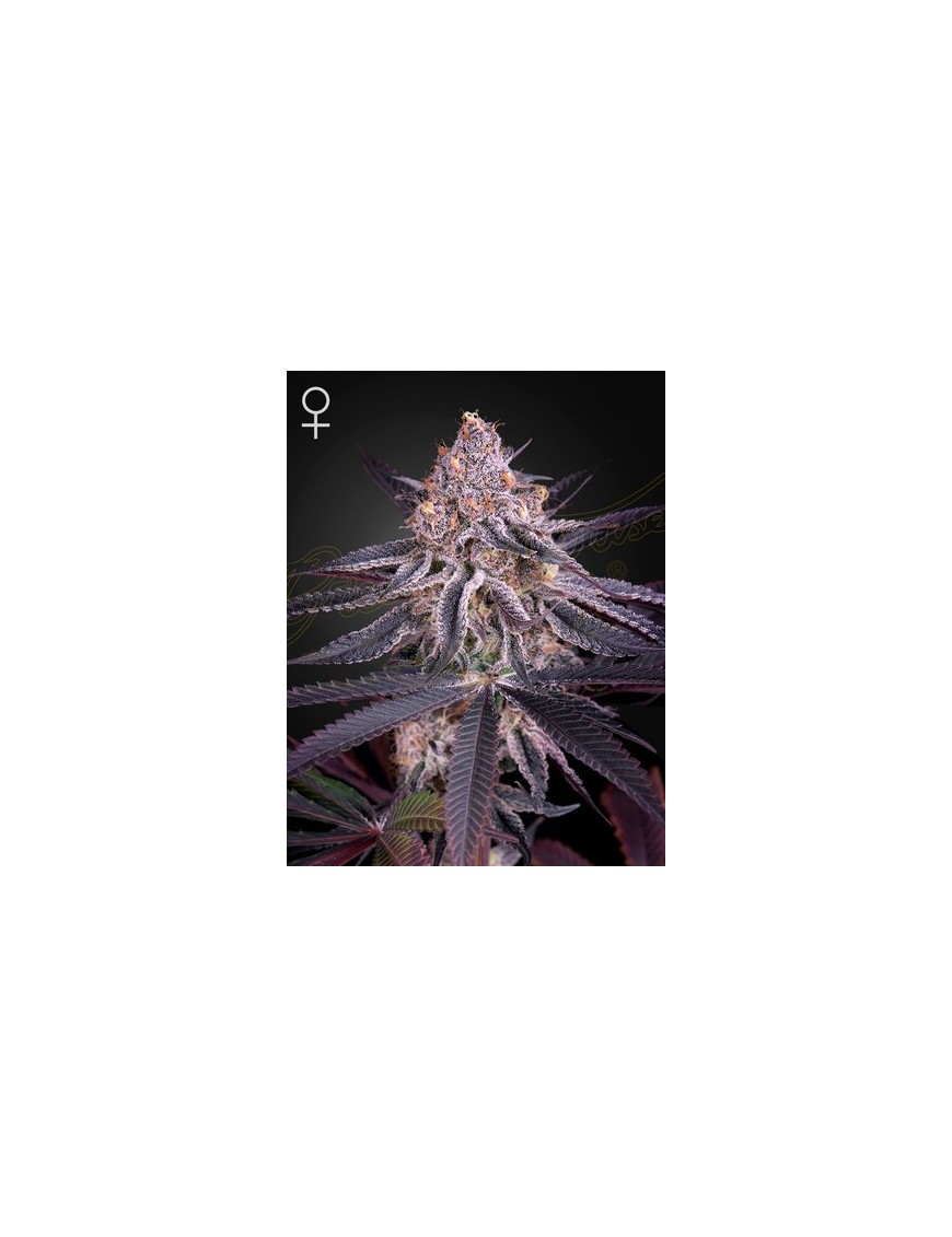 King's Juice Femminiz. -Ja- Greenhouse Seeds