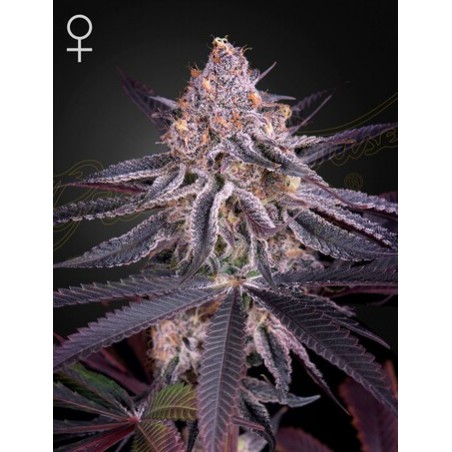 Jugo Femminiz del Rey. - Greenhouse Seedno