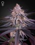 Jugo Femminiz del Rey. - Greenhouse Seedno