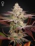 Chemische Braut Femminiz. -Ja- Greenhouse Seeds