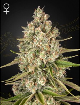 Perdido Pearl Femminiz. - Greenhouse Seedno