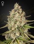 Lost Pearl Femminiz. -Ja- Greenhouse Seeds