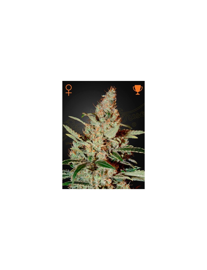 Chemdog Femminiz. - Greenhouse Seedno