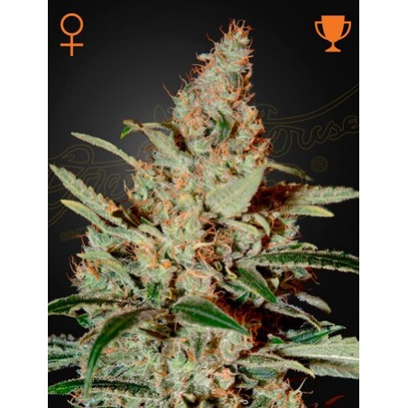 Chemdog Femminiz. - Greenhouse Seedno