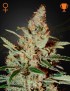 Chemdog Femminiz. -Ja- Greenhouse Seeds