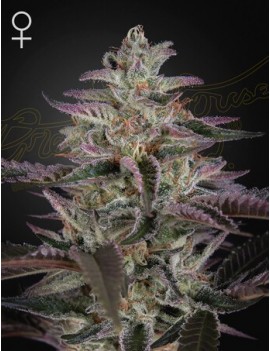 Banana Krumble Femminiz. -Ja- Greenhouse Seeds