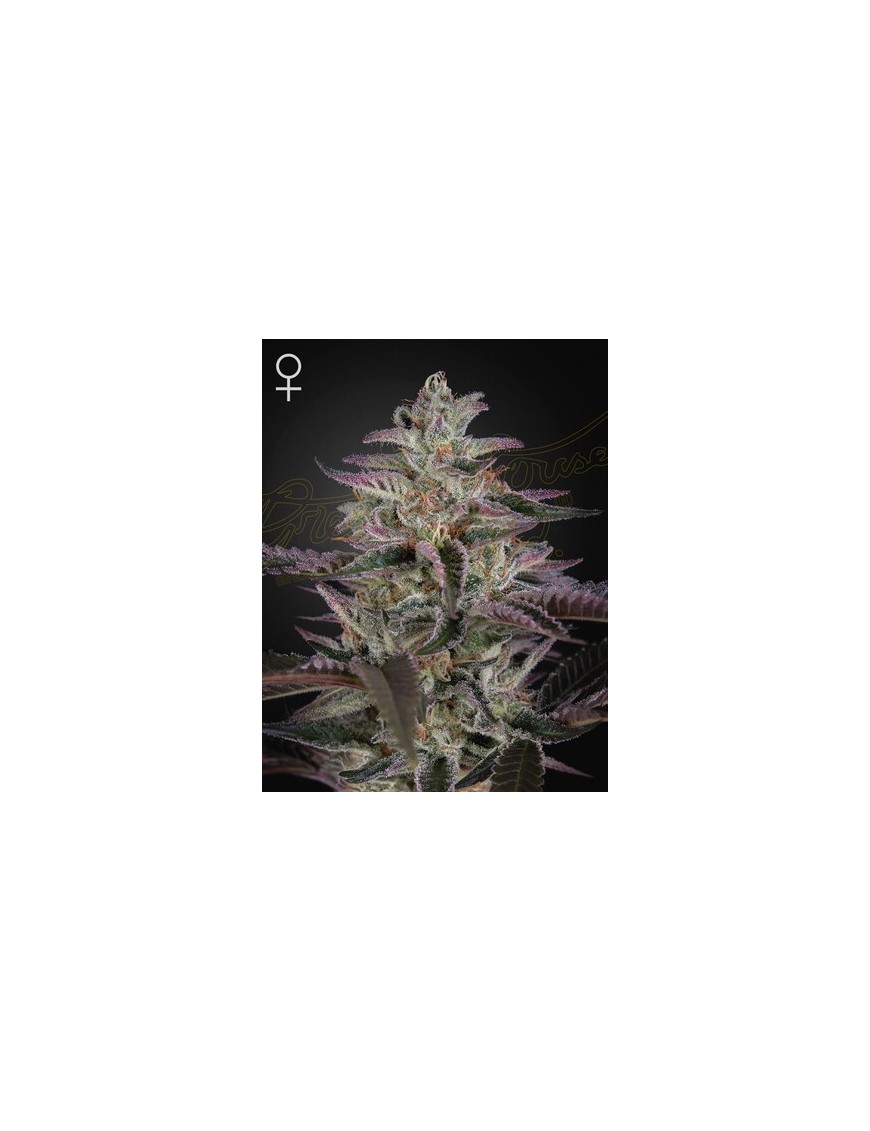 Banana Krumble Femminiz. -Ja- Greenhouse Seeds