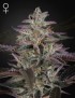 Banana Krumble Femminiz. -Ja- Greenhouse Seeds