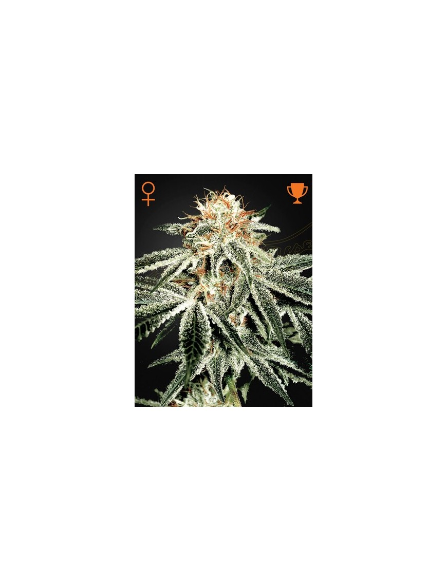 White Widow Femminiz. - Greenhouse Seedno