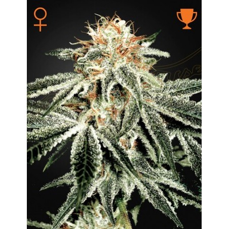 White Widow Femminiz. - Greenhouse Seedno