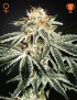 White Widow Femminiz. -Ja- Greenhouse Seeds