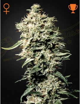 White Rhino Femminiz. -Ja- Greenhouse Seeds