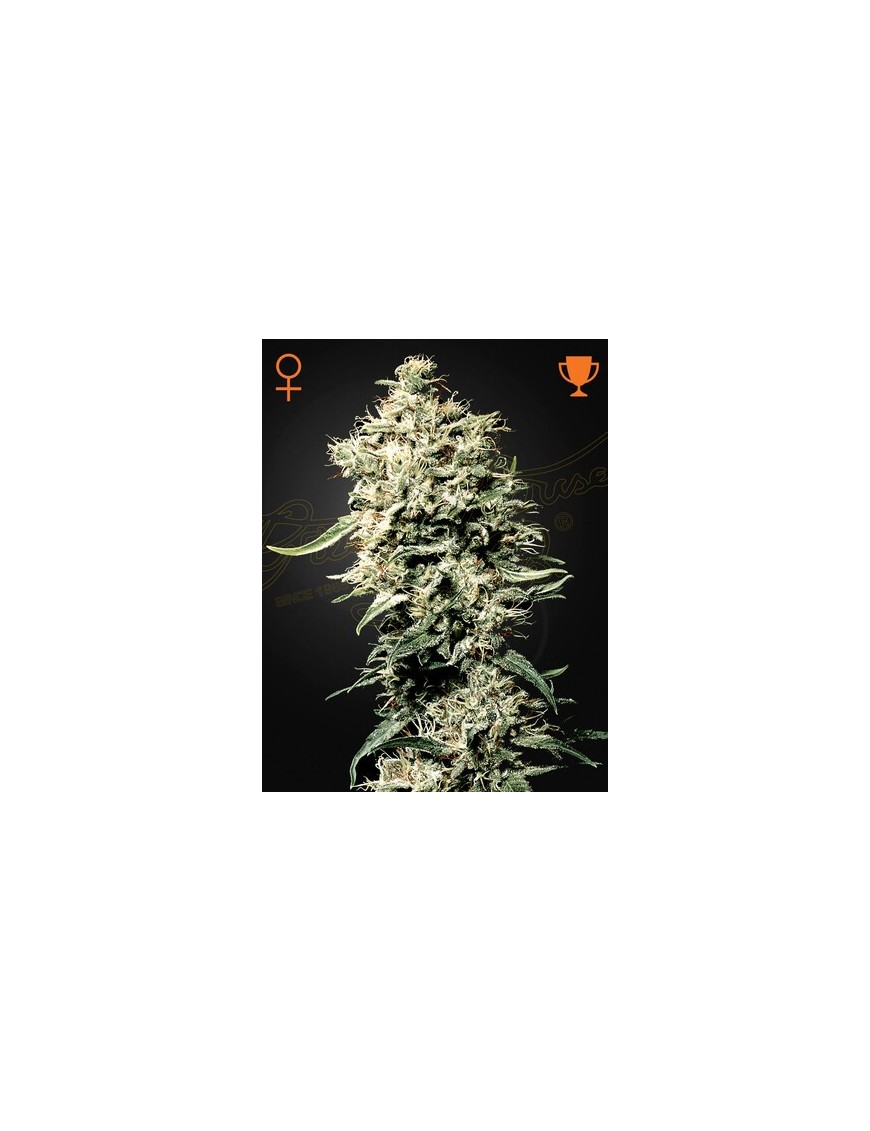 White Rhino Femminiz. -Ja- Greenhouse Seeds