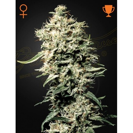 White Rhino Femminiz. - Greenhouse Seedno