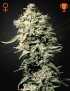 White Rhino Femminiz. - Greenhouse Seedno