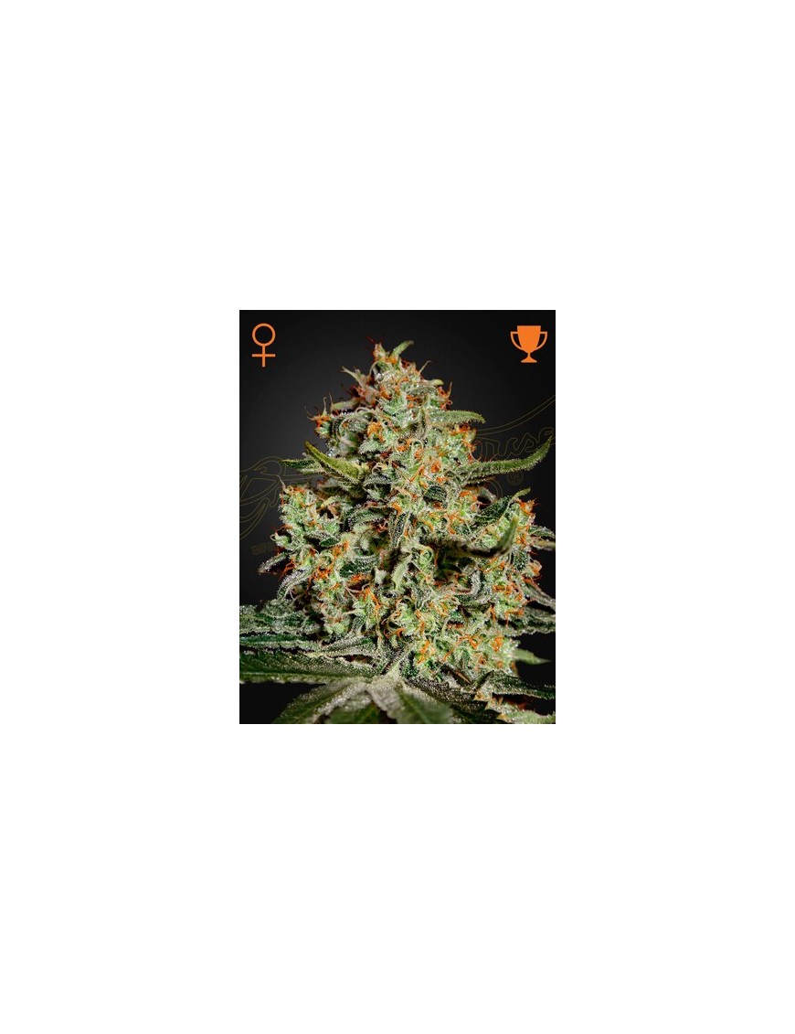 Big Bang Femminiz. -Ja- Greenhouse Seeds