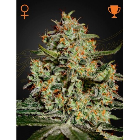 Big Bang Femminiz. -Ja- Greenhouse Seeds