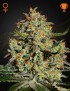 Big Bang Femminiz. -Ja- Greenhouse Seeds