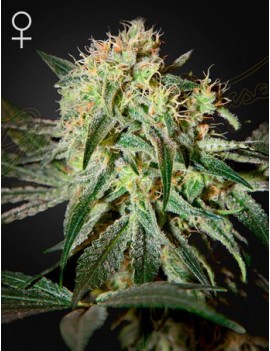 Maldito Sour Femminiz. - Greenhouse Seedno