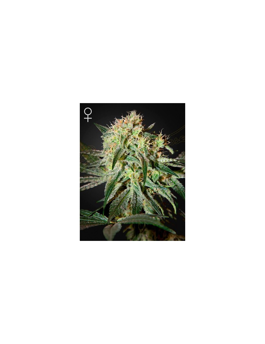 Maldito Sour Femminiz. - Greenhouse Seedno