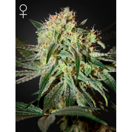 Maldito Sour Femminiz. - Greenhouse Seedno