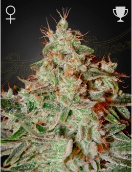 Lemon Skunk Femminiz. -Ja- Greenhouse Seeds