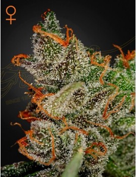 King's Kush Femminiz. -Ja- Greenhouse Seeds