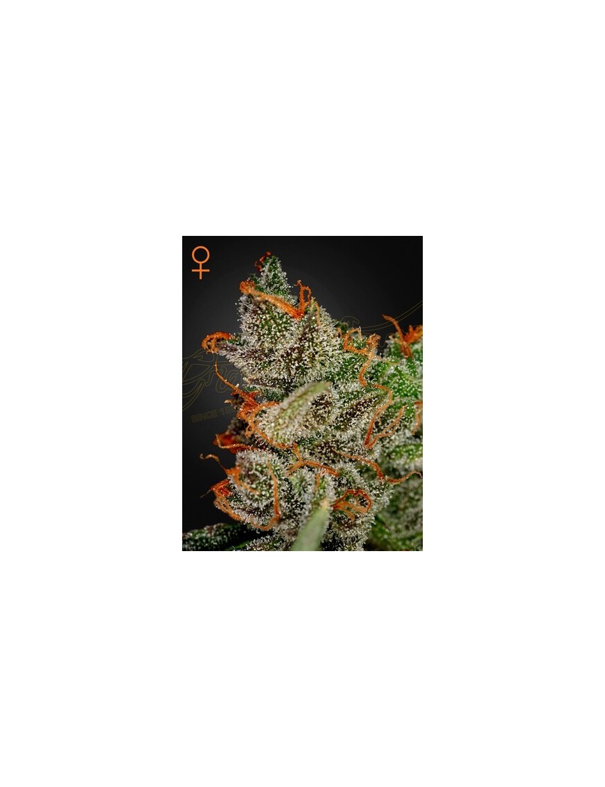 King's Kush Femminiz. -Ja- Greenhouse Seeds