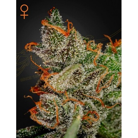 King's Kush Femminiz. -Ja- Greenhouse Seeds